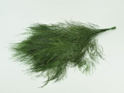 Tree fern preserved. (Tiki)