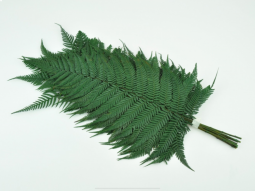 Brillant fern preserved. 30/40cm 