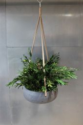 Hanger Longifolia