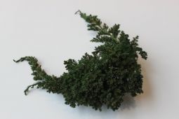 Juniperus preserved