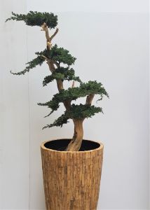 Juniperus bonsai