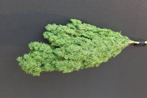 Ming fern preserved 25/40cm