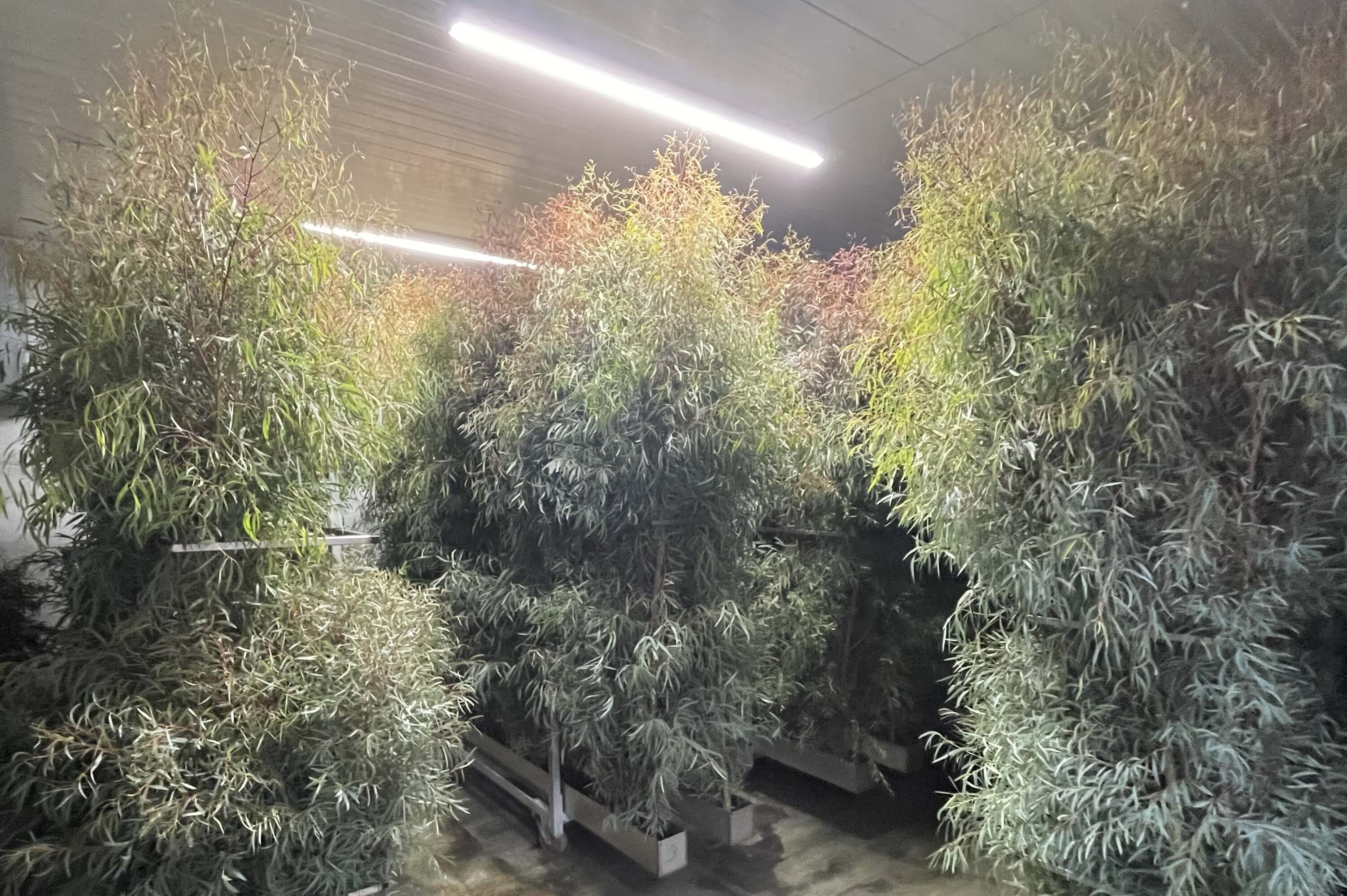 Production Process of the Mummieplant