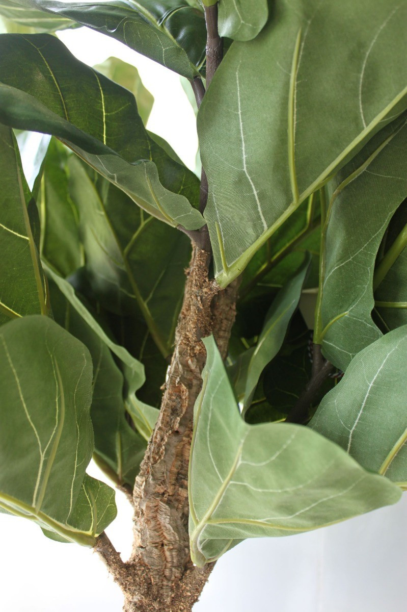 Decorative plant image